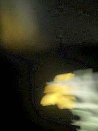 image_fleurvitesse.jpeg
